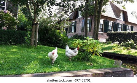 A look at chicken road demo